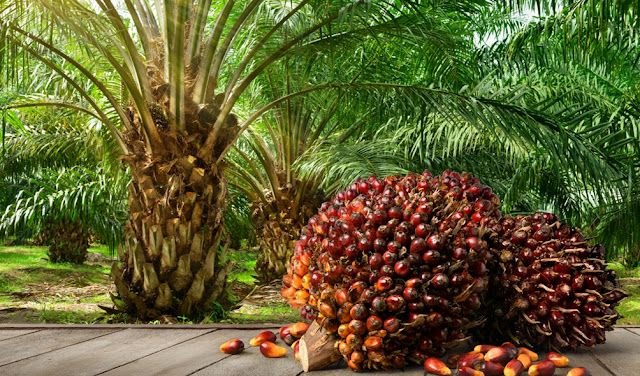 kelapa